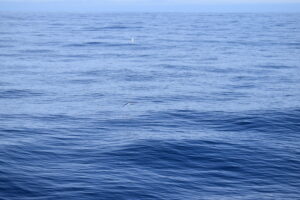 Flying Fish Madeira Island Tours On Tales