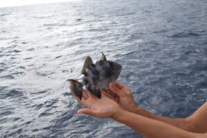 Grey Triggerfish Bite Ocean Madeira Island Tours On Tales