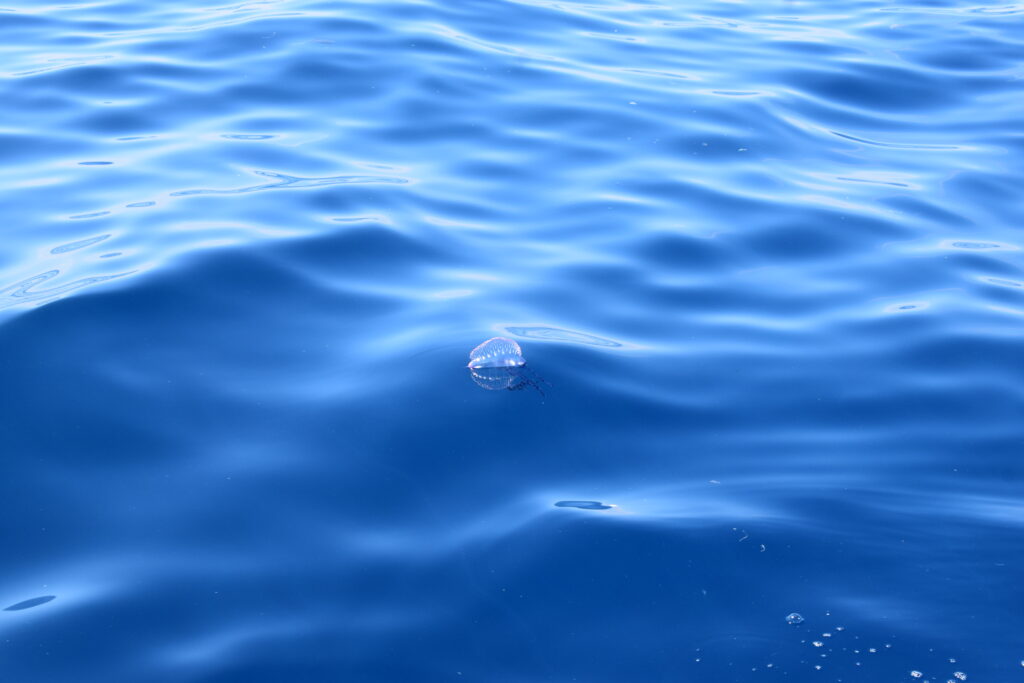 Jellyfish Colonial Madeira Island Tours On Tales