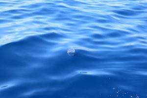 Jellyfish Colonial Madeira Island Tours On Tales