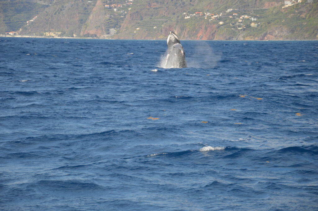 Jump Humpback Whale Madeira Island Tours On Tales