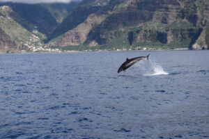 Killer Whale False Madeira Island Tours On Tales
