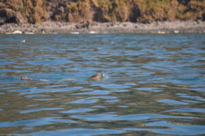 Monk Seal Whale Watching Madeira Island Tours On Tales