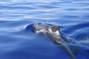 Pilot Whale Madeira On Tales