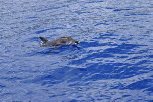 Rough Toothed. Dolphin Madeira Island Tours On Tales