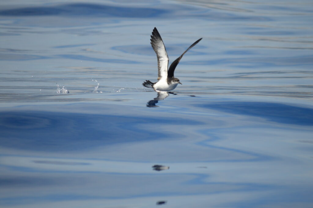 SeaBird Watching Manx Shearwater Madeira Island Tours On Tales
