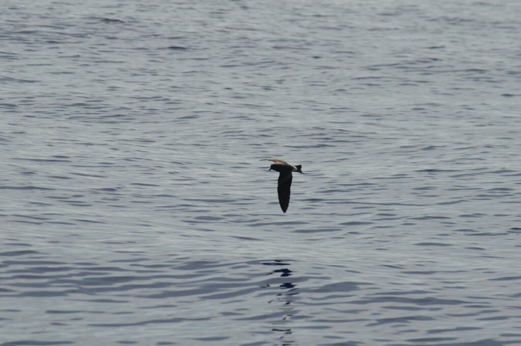 SeaBird Watching Small Storm Petrel Madeira Island Tours On Tales