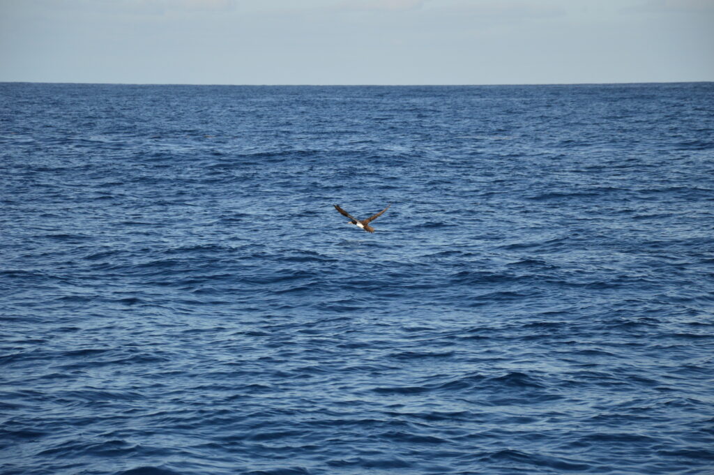 Seabird Booby Brown Madeira Boat Tours On Tales