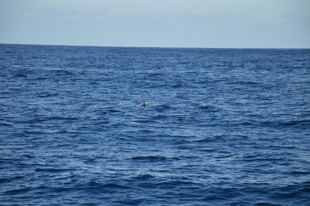 Seabird Booby Brown Madeira Island Tours On Tales