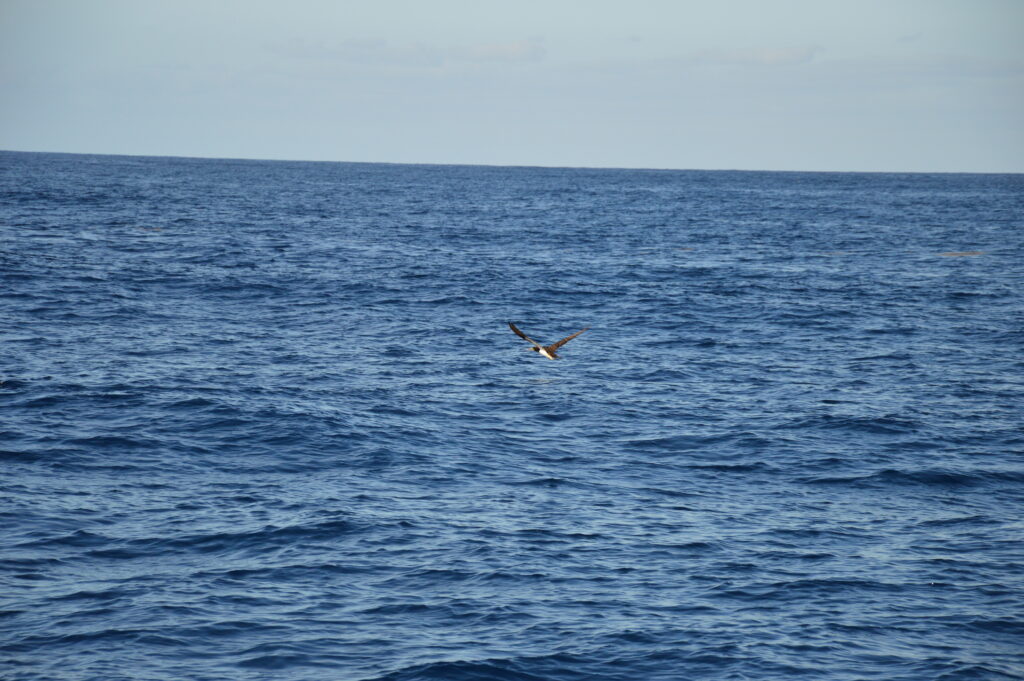 Seabird Booby Brown Madeira Island Yacht Tours On Tales