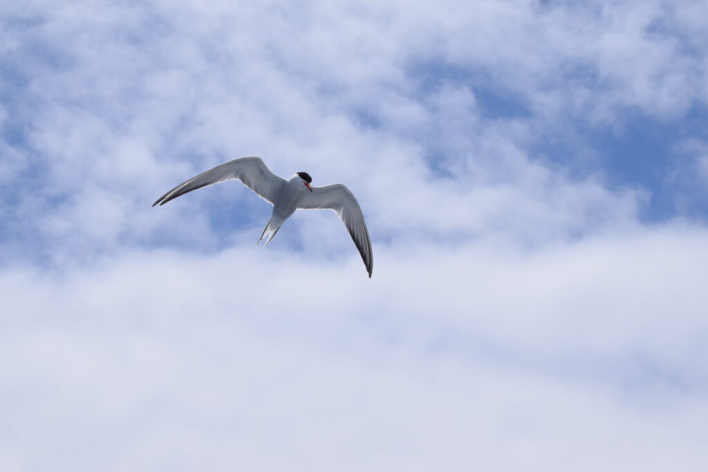 Seabird Common Tern Madeira Island Tours On Tales