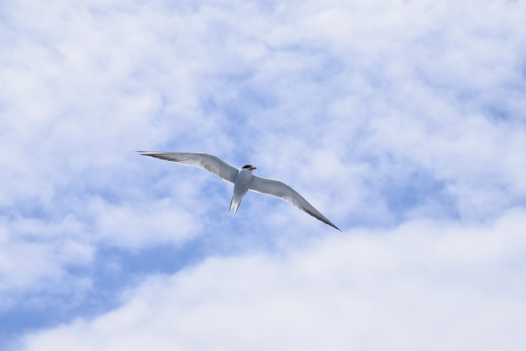 Seabird Common Tern Madeira Island Tours On Tales