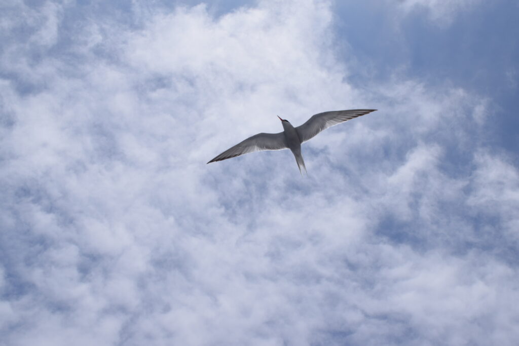 Seabird Common Tern Madeira Island Tours On Tales