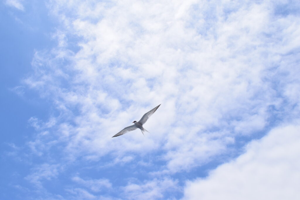 Seabird Common Tern Madeira Island Tours On Tales