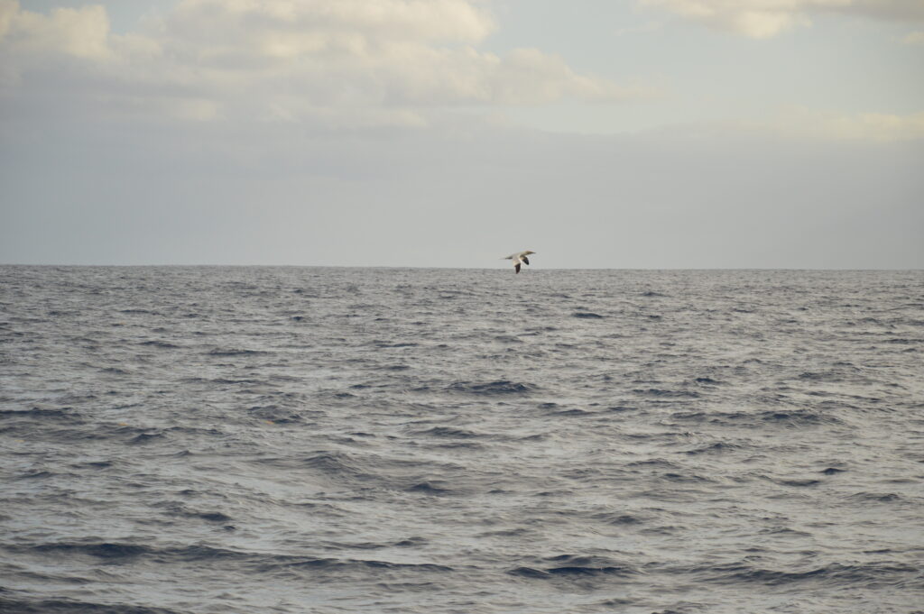 Seabird Northern Gannet Madeira Island Tours On Tales