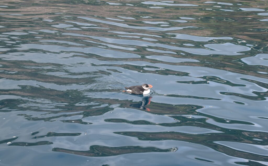 Seabird Ocean Atlantic Puffin Madeira Island Tours On Tales