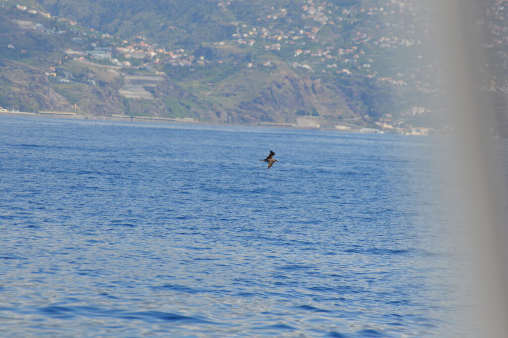 Seabird Rare Petrel Desertas Madeira Island. Tours On Tales