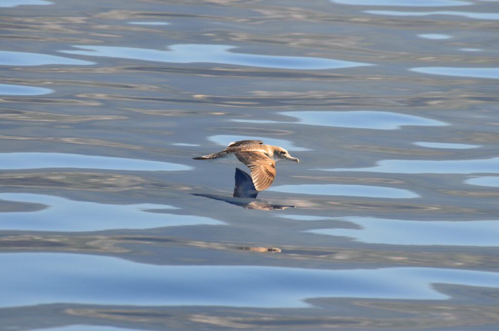 Seabird Shearwater Cory Madeira Island Tours On Tales