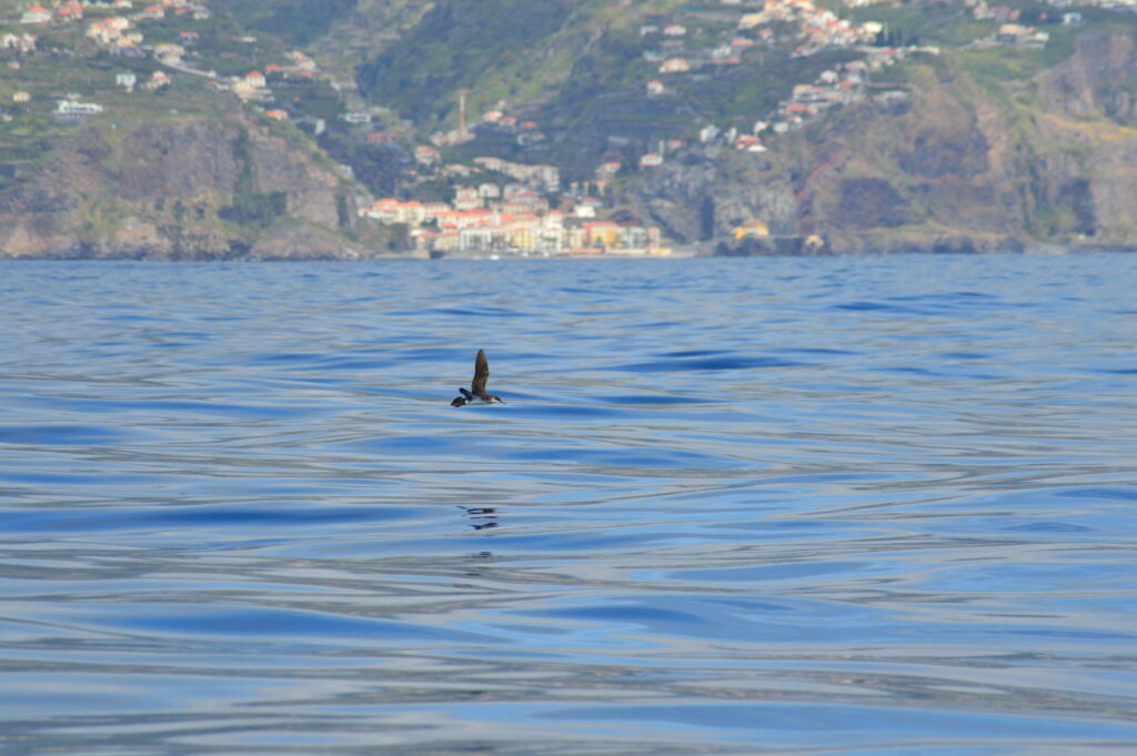 Seabird Shearwater Manx Madeira Island Tours On Tales