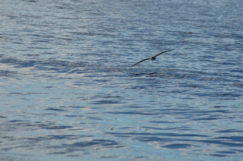 Seabird Watching Rare Petrel Desertas Madeira Island Tours On Tales