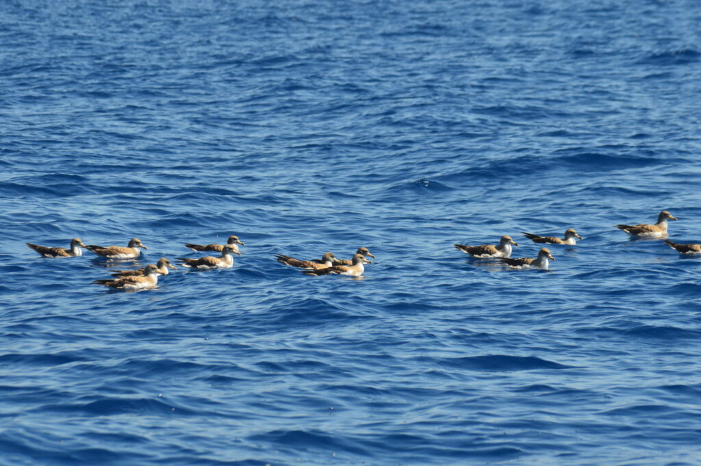 Seabird Watching Shearwater Cory Madeira Island Tours On Tales