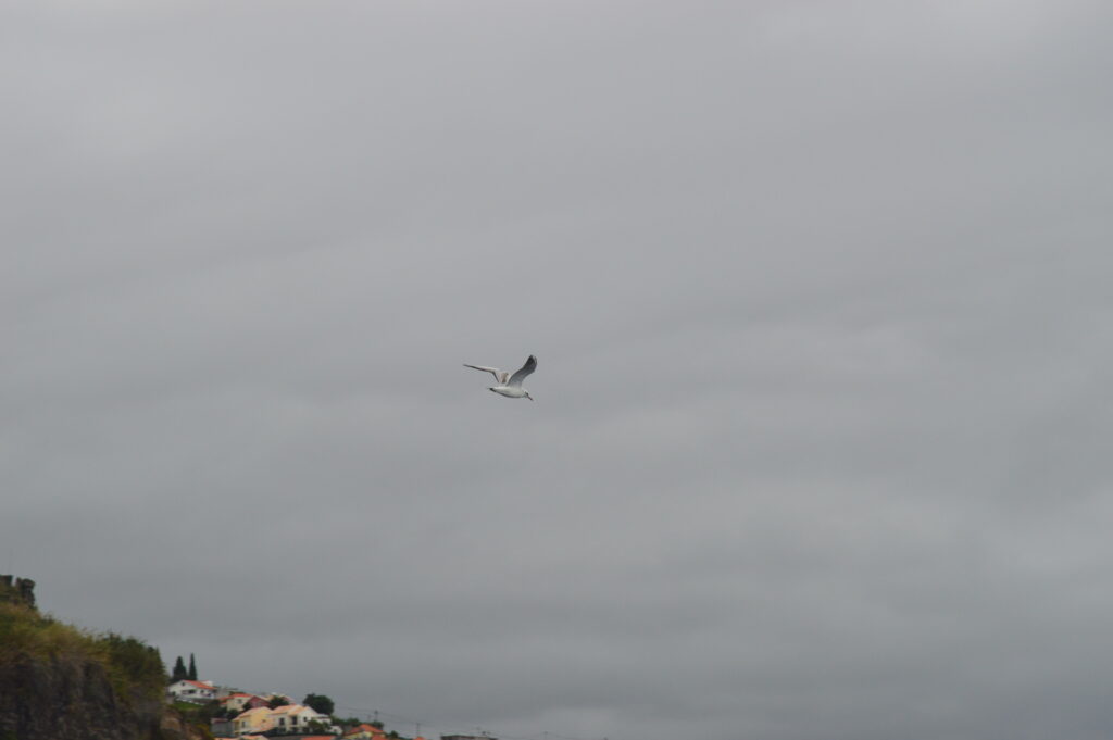 Seagull Black Head Ocean Madeira Island Tours On Tales