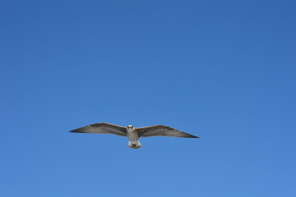 Seagull Ocean Madeira Island Tours On Tales