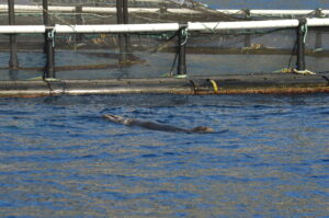 Seal Dolphin Tour Madeira Island Tours On Tales