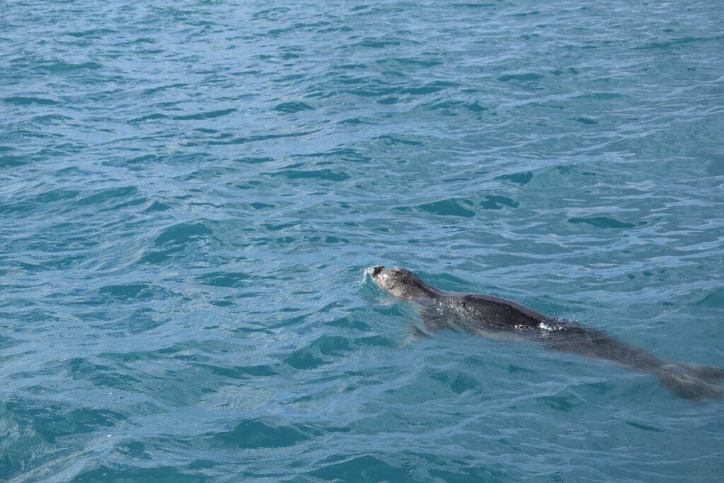 Seal Whale Tour Madeira Island Tours On Tales