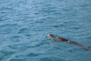 Seal Whale Tour Madeira Island Tours On Tales
