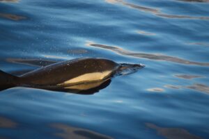 Short Beack Common Dolphin Madeira On Tales
