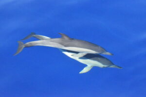 Short beaked common dolphin