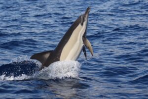Short beaked common dolphin Madeira Tour
