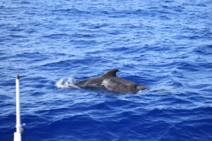 Short finned pilot whale Madeira Island Tours On Tales