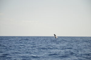 Sperm Whale Madeira Island Tours On Tales