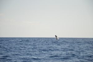 Sperm Whale Madeira Island Tours On Tales