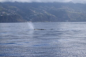 Sperm Whale Madeira Tours On Tales
