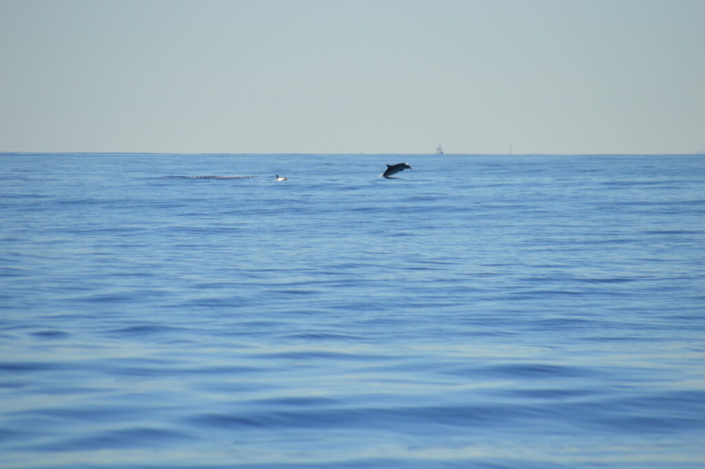 Striped Dolphin Madeira Island Tours On Tales
