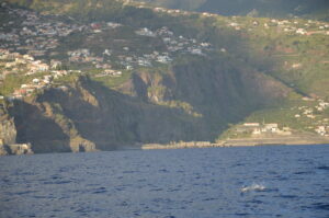 Dolphin Watching Madeira Island Tours On Tales