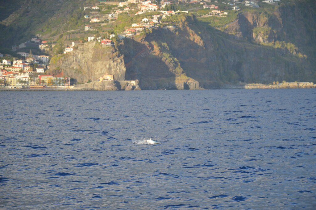 Tuna Madeira Island Tours On Tales