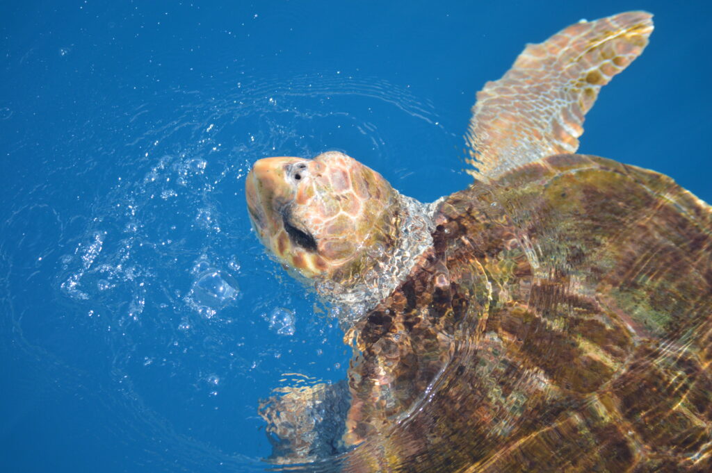 Turtle Dolphin Madeira Island Tour On Tales