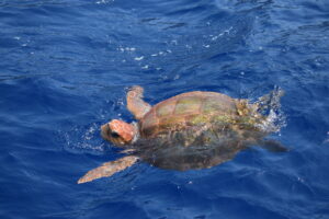 Turtle Dolphin Watching Madeira Island Tours On Tales