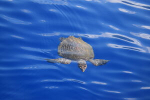 Turtle-Dolphin-Watching Madeira Island Tours On Tales rare