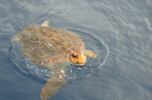 Turtle Madeira Island Tours On Tales