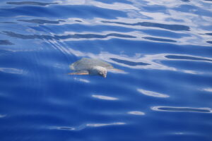 Turtle Madeira Island Tours On Tales rare