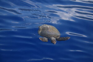 Turtle Whale Madeira Island Tours On Tales rare