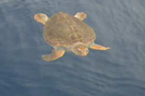Turtle Whale Watching Madeira Island Tours On Tales