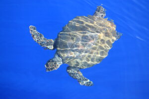 Turtle Whale Watching Madeira Island Tours On Tales rare