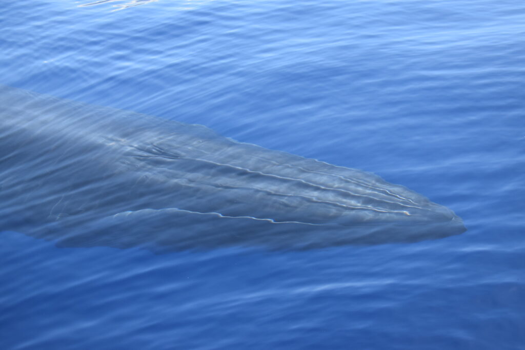 Whale Bryde Madeira Island Tours On Tales