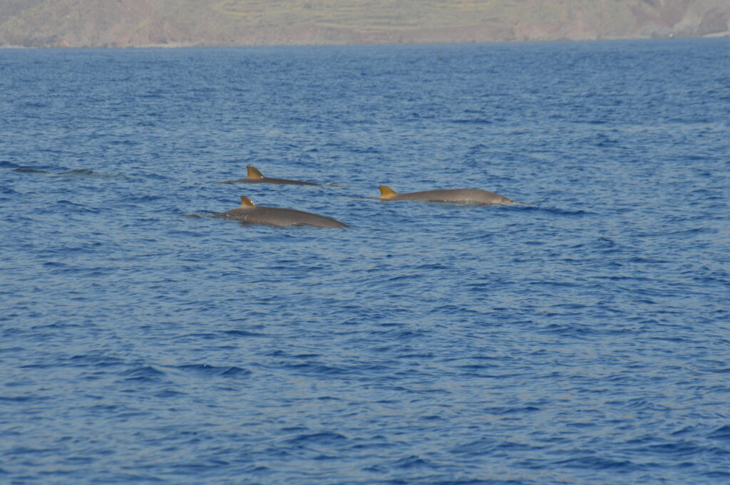 Whale Deep Beaked Blainville Madeira Island Tours On Tales